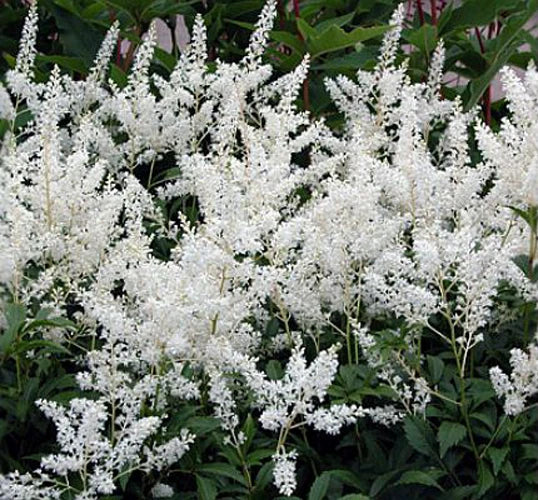 Astilbe Gladstone Bare Root Divisions – Pink and White Flowering Perennial Plants, Astilbe x arendsii