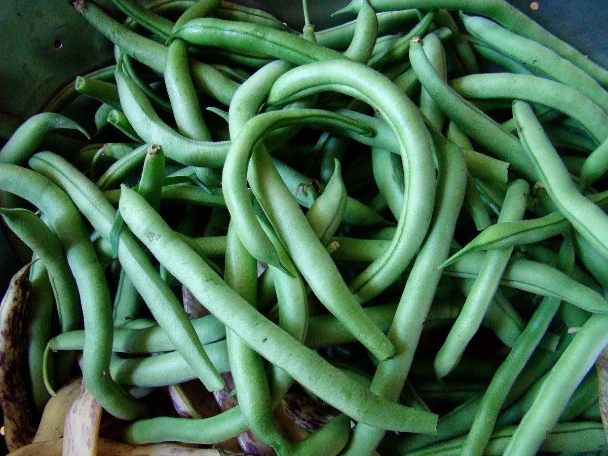 Blue Lake Bush Green Bean Seeds - Non-GMO Heirloom Organic Vegetable Seeds for High Yield Gardening