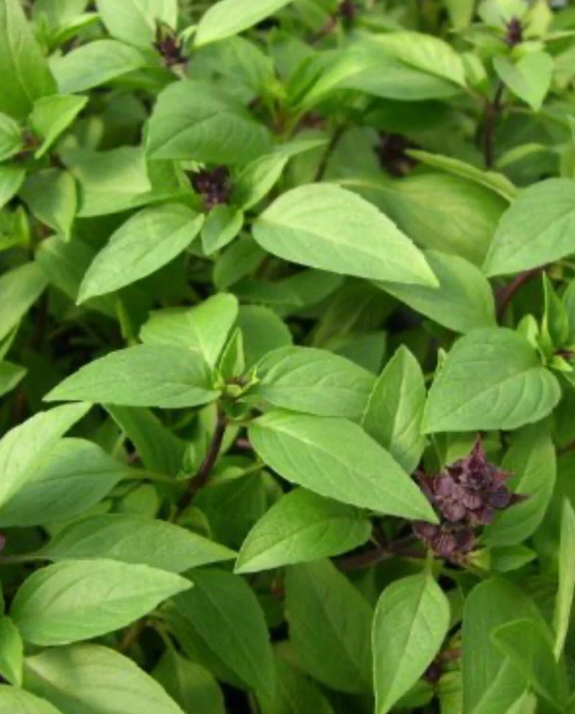 Thai Basil Seeds - Non-GMO Ocimum basilicum Herb Seeds for Indoor & Outdoor Gardening, 100+ Pack