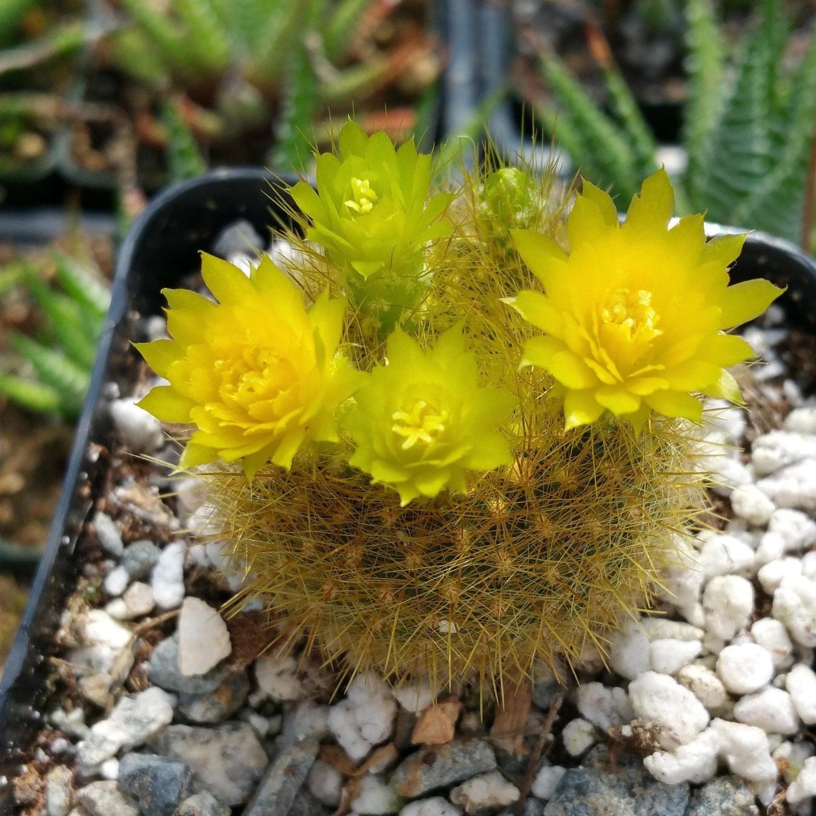 Notocactus Graessneri Flaviflorus Cactus Plant | Live Succulent with Yellow Flowers
