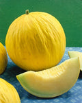 Golden Beauty Casaba Melon Seeds - NON-GMO Muskmelon, Vining, Full Sun, Packets, Cucumis melo