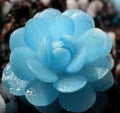 Blue Succulent Seeds - 50 Pack Echeveria spp. Indoor Mini Cactus for Gardening & Home Decor