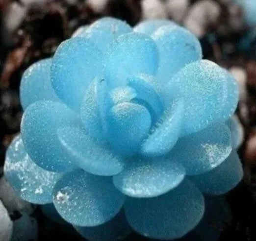Blue Succulent Seeds - 50 Pack Echeveria spp. Indoor Mini Cactus for Gardening & Home Decor