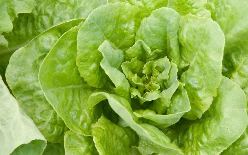 Buttercrunch Lettuce Seeds - Non-GMO Lactuca sativa - Compact Leafy Head for Salad & Garden Planting