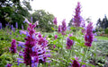 Hummingbird Mint Live Starter Plant - Agastache ‘Globetrotter’ - Perennial Herb for Pollinator Gardens - Drought Tolerant