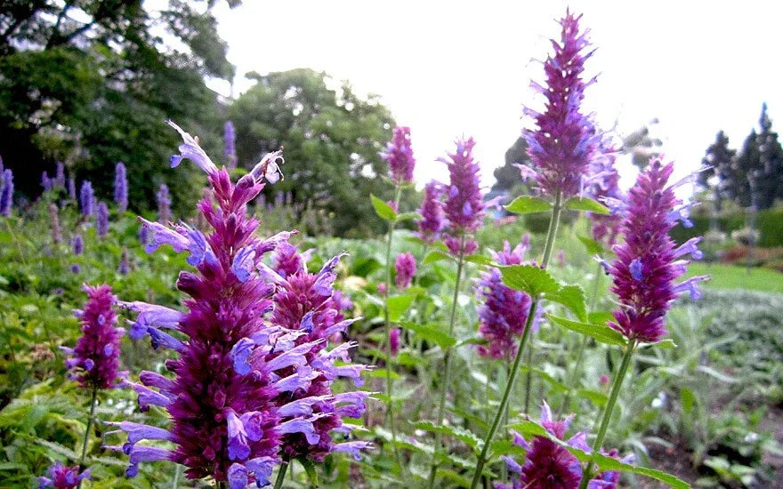 Hummingbird Mint Live Starter Plant - Agastache ‘Globetrotter’ - Perennial Herb for Pollinator Gardens - Drought Tolerant