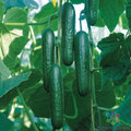 Socrates Cucumber Seeds - 25+ Non-GMO Cucumis sativus for Garden Planting, Vining, USA Grown