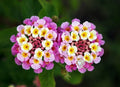 Verbena Ham & Eggs Seeds – Heirloom Lantana camara, 30+ Seeds, Colorful Clusters, Butterfly & Pollinator Attractant