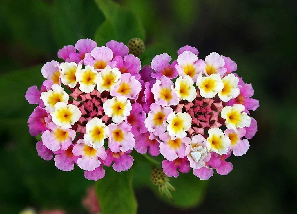 Verbena Ham & Eggs Seeds – Heirloom Lantana camara, 30+ Seeds, Colorful Clusters, Butterfly & Pollinator Attractant