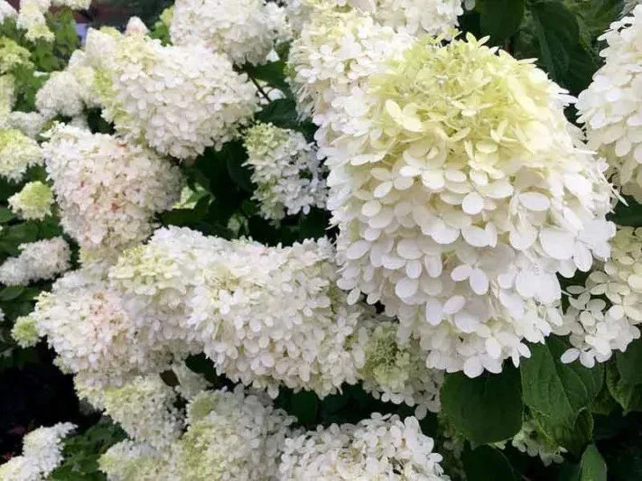 Pee Gee Hydrangea Cuttings - 6 Weeping White Blooms - Hydrangea paniculata 'Grandiflora' Planting Material