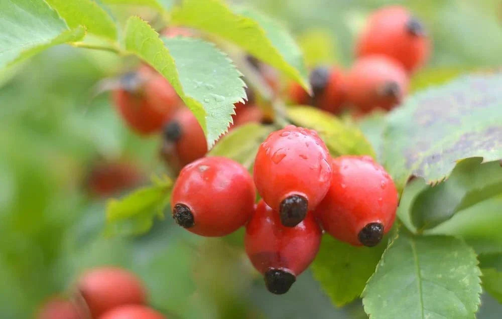 Dog Rose Bush Seeds - Rosa canina, 50 Count, Pink Flowers & Red Berries, Climbing Shrub for Garden, Wildlife & Pollinators