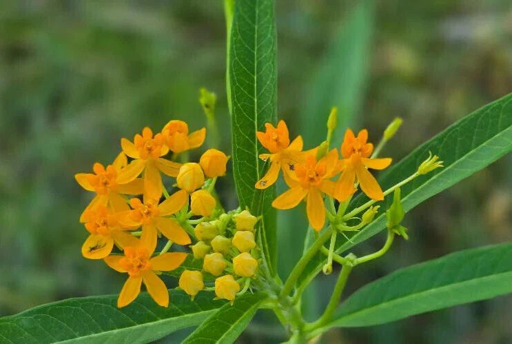 Yellow Milkweed Seeds – Asclepias tuberosa, Butterfly Attracting, Florida Naturalized, 15 Pack