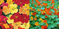 Nasturtium Seeds Tall Mixed Colors Edible Flowers Non-GMO Pack of 50 Tropaeolum majus