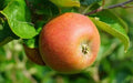 Marie Doudou Apple Seeds - 25+ Malus domestica Fruit Tree Seeds for Garden Planting, Non-GMO, USA Quality