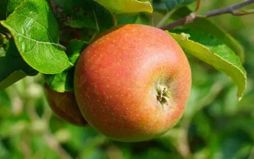 Marie Doudou Apple Seeds - 25+ Malus domestica Fruit Tree Seeds for Garden Planting, Non-GMO, USA Quality
