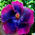 Pink Blue Hibiscus Seeds - Perennial Tropical Flower Seeds - Hibiscus rosa-sinensis - Vibrant Pink and Blue Blooms, Easy to Grow