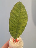 Hoya Sabah Cutting | Tropical Houseplant | Fragrant Wax Plant | Hoya carnosa 'Sabah'