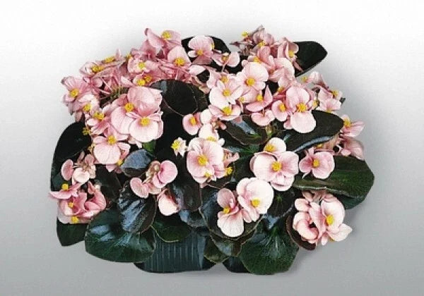 Begonia Seeds 100 Count - Cocktail Brandy Variety - Begonia x tuberhybrida Flower Seeds for Indoor & Outdoor Gardens