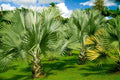 Mexican Fan Palm Tree Seeds - Washingtonia Robusta - 20 Premium Quality Seeds for Landscaping and Gardening