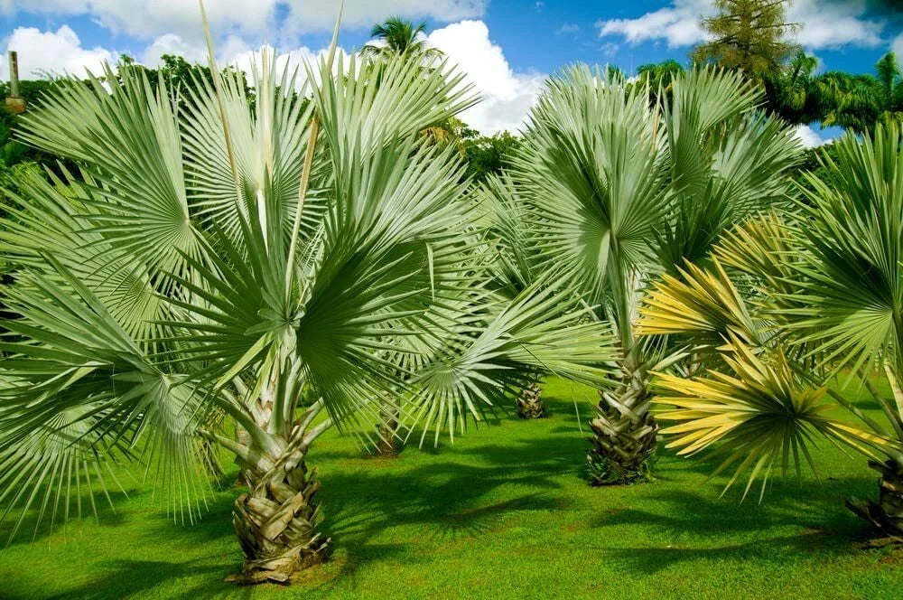 Mexican Fan Palm Tree Seeds - Washingtonia Robusta - 20 Premium Quality Seeds for Landscaping and Gardening