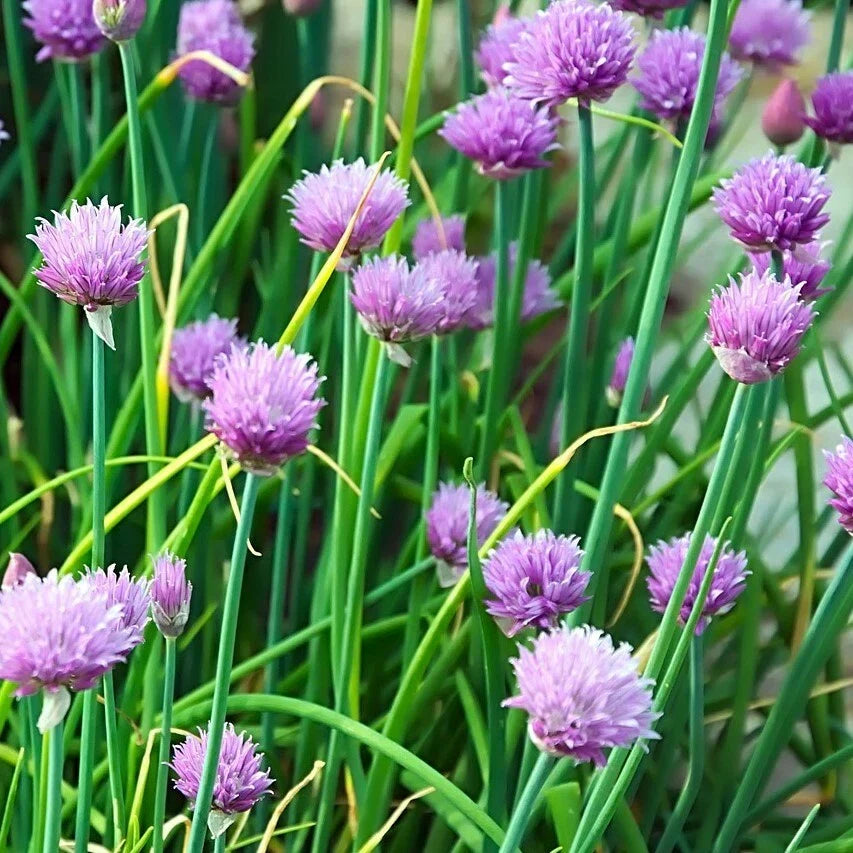 Chives Seeds 300+ Non-GMO Allium schoenoprasum Herb for Vegetable Gardens & Culinary Use