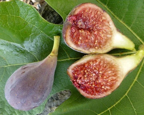 Celeste Fig Plant 3" Pot - Ficus carica 'Celeste' Rooted Indoor Outdoor Fig Tree