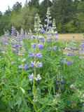 Riverbank Lupine Seeds - 25+ Pack, Blue & Purple Flowers, Lupinus rivularis, Perennial Garden Planting, Attracts Pollinators