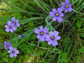 Blue Eyed Grass Seeds - 65 Pack - Stout Blue Eyed Variety - Sisyrinchium angustifolium - Perennial Flower for Garden Borders