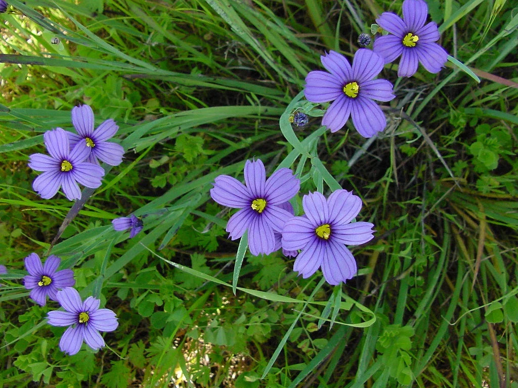 Blue Eyed Grass Seeds - 65 Pack - Stout Blue Eyed Variety - Sisyrinchium angustifolium - Perennial Flower for Garden Borders