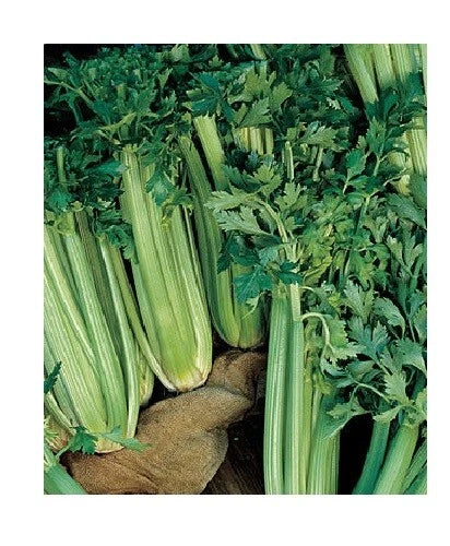 Celery Seeds - Organic Tall Utah 52-70 Heirloom, Cold Hardy, Crisp Stalks, 300+ Seeds, Apium graveolens var. dulce