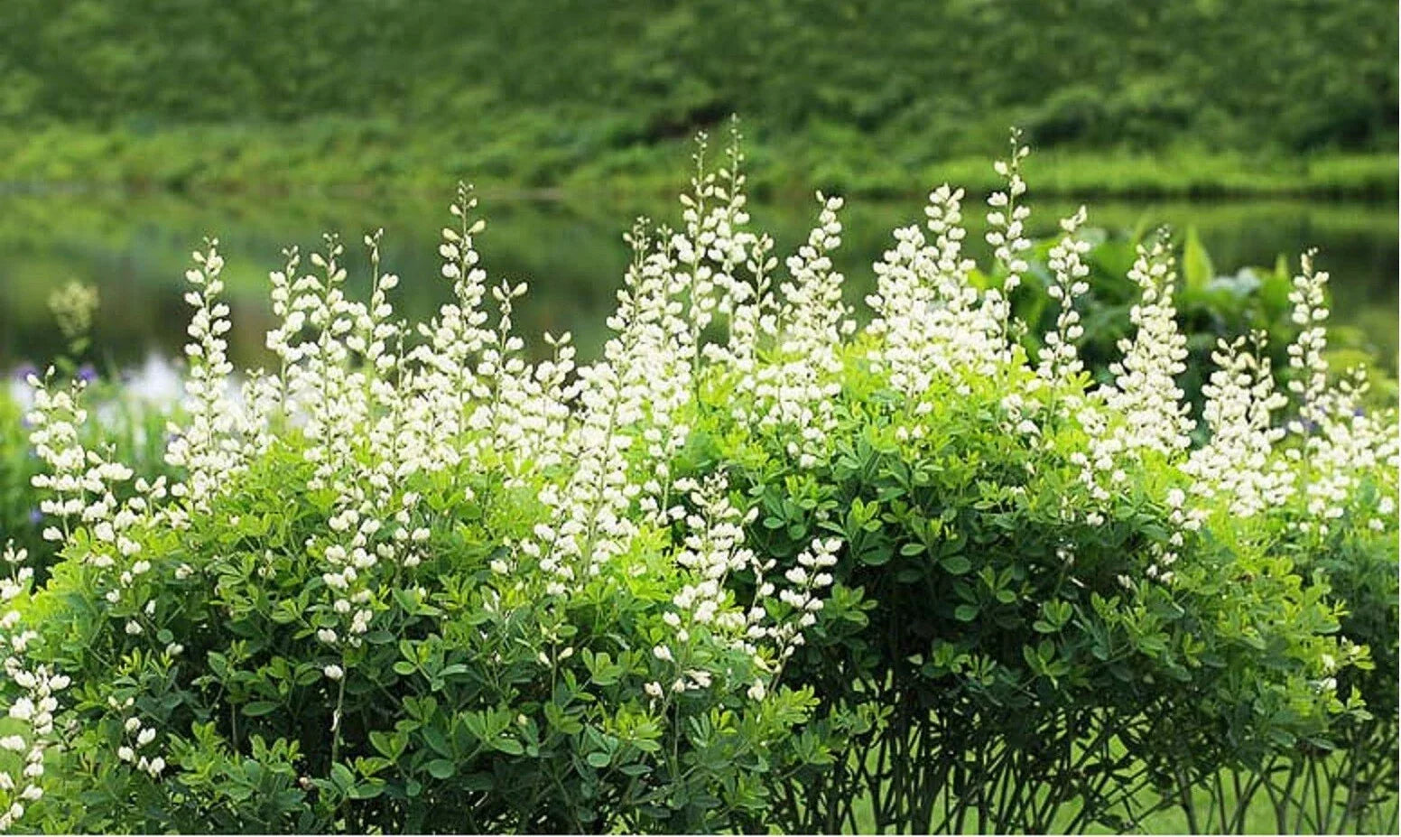 White Wild Indigo Seeds - Baptisia Alba - Hardy Perennial Wildflower for Gardens & Pollinators