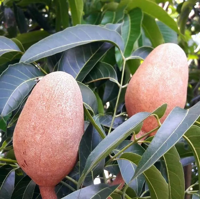 West Indies Mahogany Seeds - Swietenia mahagoni - High-Quality Planting Seeds for Timber & Landscaping