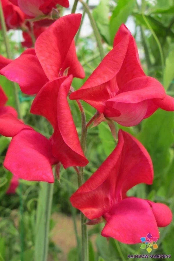 King Edward VII Sweet Pea Seeds - 50+ Pack, Fragrant Pink Flowers, Climbing Vine, Lathyrus odoratus, Garden Planting, USA