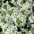 Sweet Alyssum Seeds, Carpet of Snow, White Heirloom, Lobularia maritima, Perennial Flower, Garden Plant, Non-GMO, 1000 Seeds