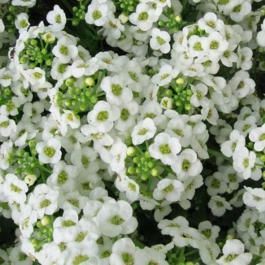 Sweet Alyssum Seeds, Carpet of Snow, White Heirloom, Lobularia maritima, Perennial Flower, Garden Plant, Non-GMO, 1000 Seeds