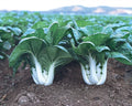 Baby Canton Milky White Pak Choi Seeds – 200+ Brassica rapa subsp. chinensis, Chinese Cabbage, Bok Choy, Edible Greens