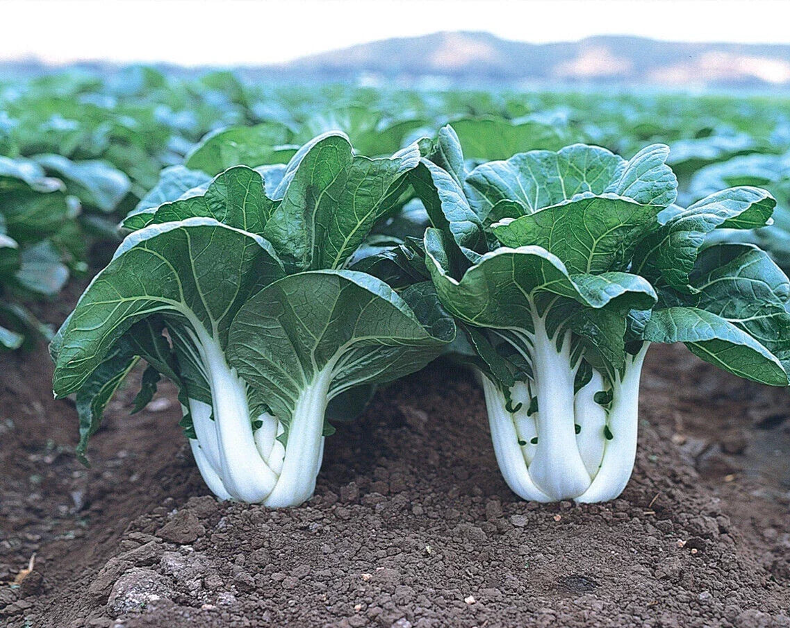 Baby Canton Milky White Pak Choi Seeds – 200+ Brassica rapa subsp. chinensis, Chinese Cabbage, Bok Choy, Edible Greens