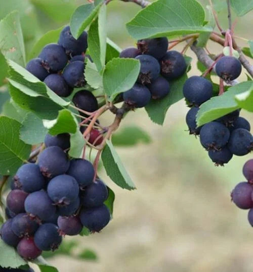 Dormant Allegheny Edible Serviceberry Plant - Amelanchier laevis - Self-Pollinating, Zones 4-8