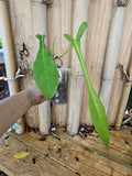 Rare XL Matured Philodendron Joepii Plant | Tall Aroid in 3.5" Pot with Large Glossy Leaves