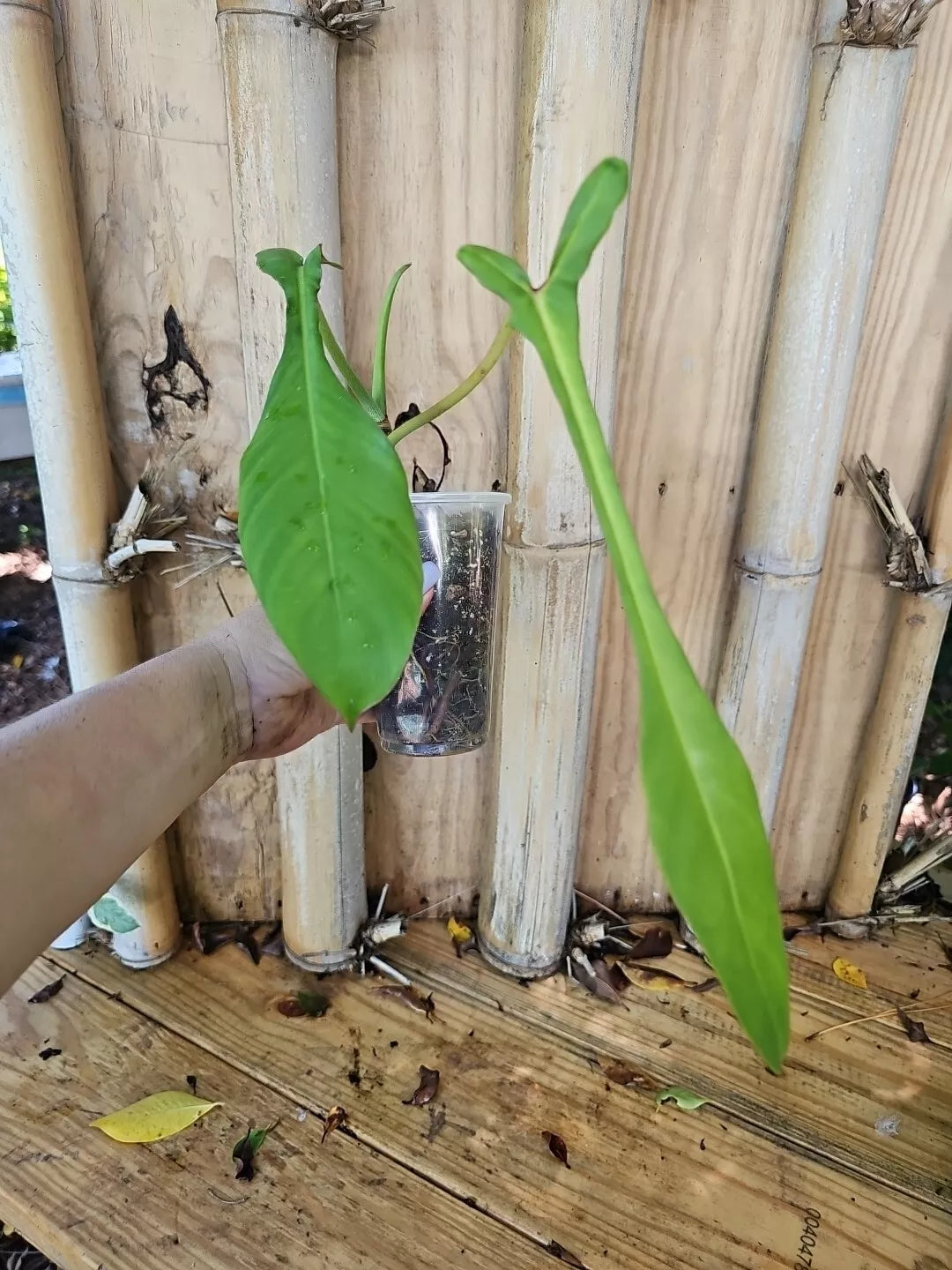 Rare XL Matured Philodendron Joepii Plant | Tall Aroid in 3.5" Pot with Large Glossy Leaves