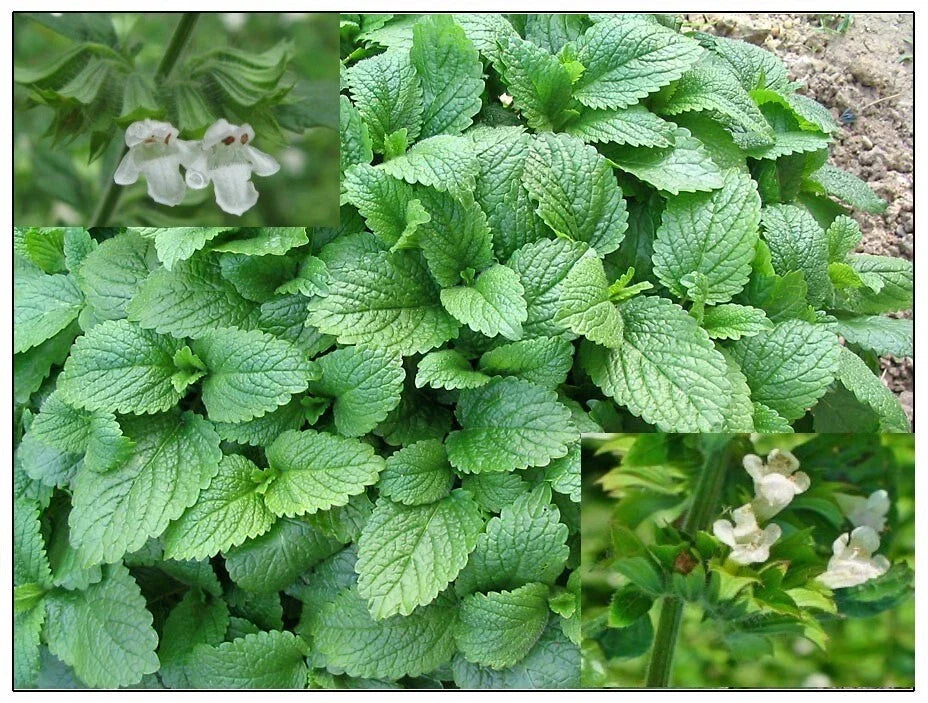 Lemon Balm Seeds, Organic Melissa officinalis Herb, Bee Balm, Culinary & Tea, Non-GMO, 100+ Seeds