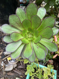 Aeonium Succulent Cutting - 3-5 Inch Arboreum Variety, Indoor Low Maintenance Drought Tolerant Plant
