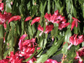 Christmas Cactus Cuttings - 6 Fresh Segments, Schlumbergera Buckleyi, Old Fashion Variety, Indoor Plant Propagation