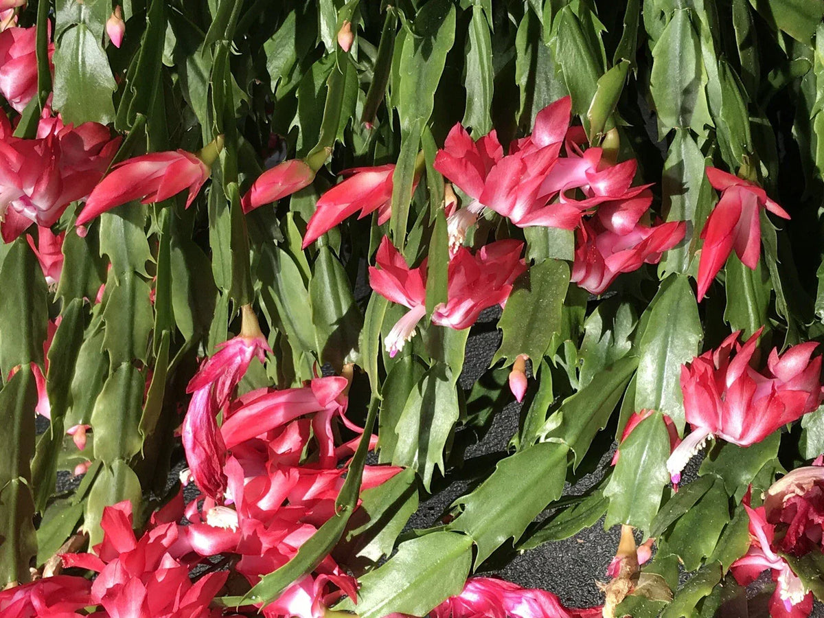 Christmas Cactus Cuttings - 6 Fresh Segments, Schlumbergera Buckleyi, Old Fashion Variety, Indoor Plant Propagation