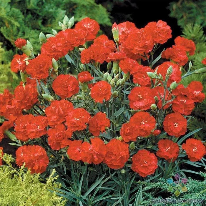 Can-Can Scarlet Carnation Seeds - 200+ Pack, Dianthus caryophyllus, Garden Planting, Vibrant Red Blooms, Easy to Grow, USA Grown