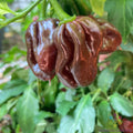 Jamaican Hot Chocolate Pepper Seeds - 25+ Pack, Organic Capsicum chinense, Spicy Hot Pepper for Garden & Containers