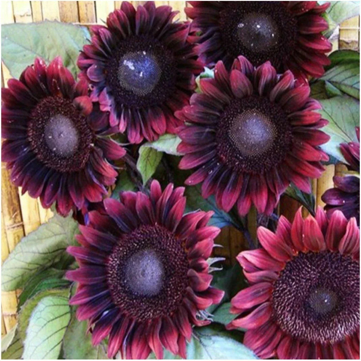 ProCut Red Sunflower Seeds - 25 Perennial Helianthus annuus for Gardens, Borders, Cut Flowers, USA Seller