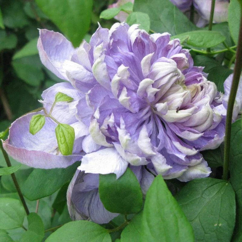 Blue Lights Pink Clematis Seeds, Climbing Perennial, Pink & Blue Flowers, Clematis 'Blue Lights' Seeds, Garden Vine Seeds