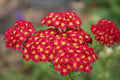 Red Yarrow Flower Seeds - 1000+ Perennial Wildflower Seeds for Pollinators Achillea millefolium