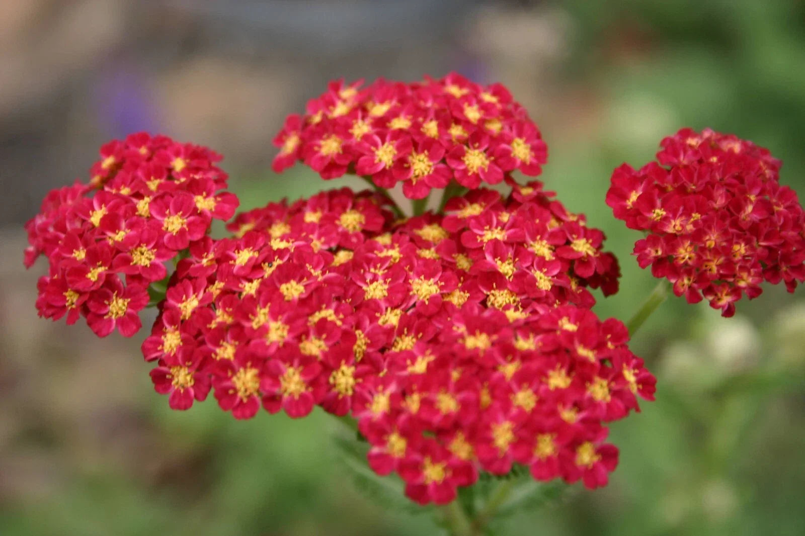 Red Yarrow Flower Seeds - 1000+ Perennial Wildflower Seeds for Pollinators Achillea millefolium